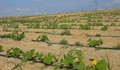 فرصة لمحبي الاستثمار الزراعي والانتاج الحيواني 190 فدان مسجلة 